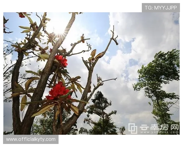 开云网页版下载详细步骤,帮助用户快速体验开云全部功能 开云网页版下载详细步骤,帮助用户快速体验开云全部功能